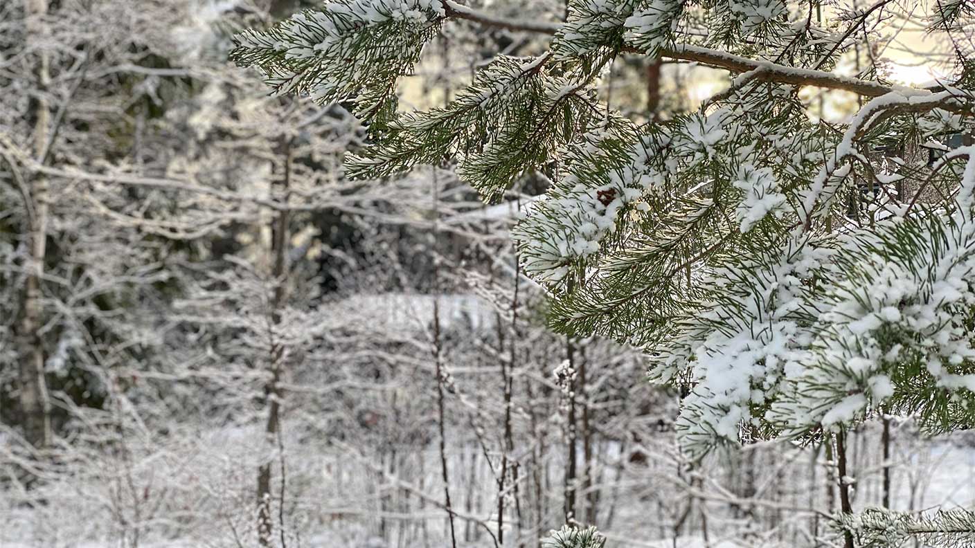 Snötäckta trädgrenar. Solen anas bakom träden.